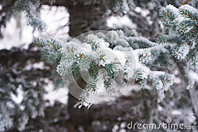 Pine trees covered by snow and ice Stock Photo