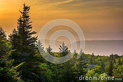 Pine trees and distant mountains at sunrise, seen from Bear Rock Stock Photo