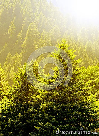 Pine Trees and Early Summer Light Stock Photo