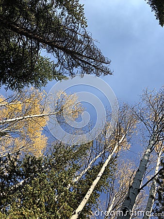 Pine trees and fall aspens Stock Photo