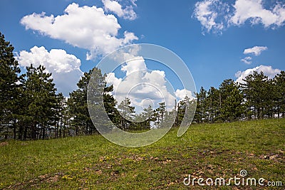 Pine trees in the fores with blue cloudy sky Stock Photo