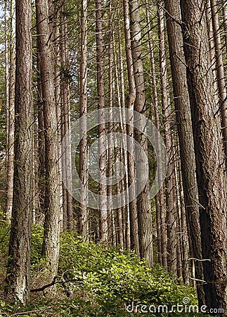 Pine trees in forest Stock Photo