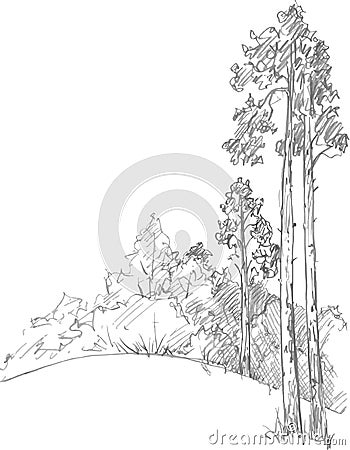 Pine trees and forest Vector Illustration