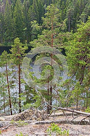 Pine trees at a forest lake Stock Photo