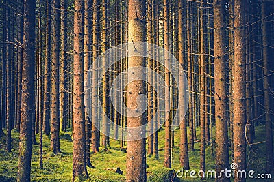 Pine Trees Forest Pattern Stock Photo