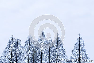 Pine trees Stock Photo