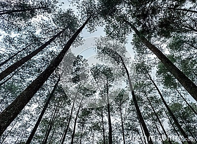 Pine trees that grow tall in a nature tourism park. Low angle. Stock Photo