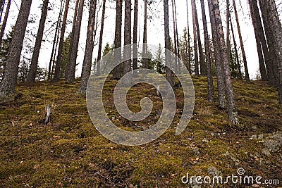 Pine trees growing on steep slope in forest Stock Photo
