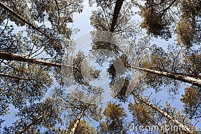 Pine trees high rising Stock Photo