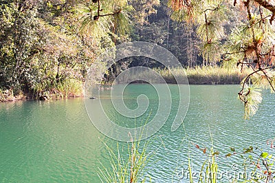 Pine trees by the lake in Chiapas, Mexico Stock Photo