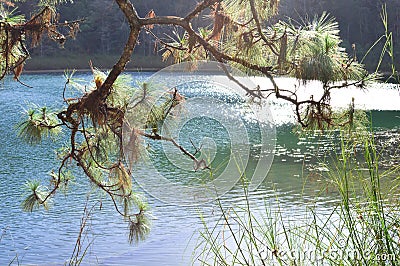 Pine trees by the lake in Chiapas, Mexico Stock Photo