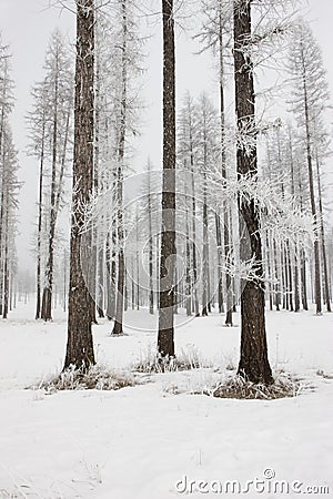 Pine trees layered in frost. Stock Photo
