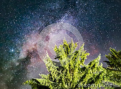 Pine trees with milkyway galaxy Stock Photo