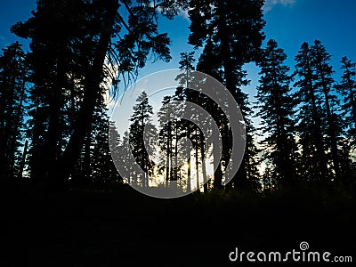 Pine trees on mountain of sequoia national forest Stock Photo