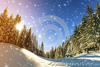 Pine trees in mountains and falling snow in fairy tale winter sunny morning. Soft ligth effect. Stock Photo