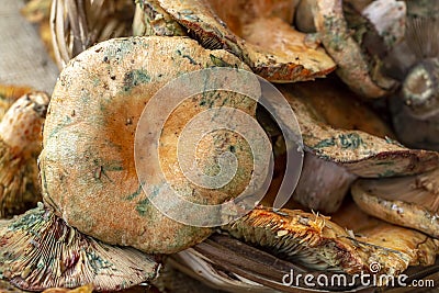 Pine trees mushrooms Lactarius deliciosus Stock Photo