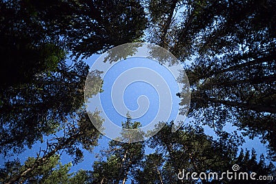 Pine trees night sky stars from beneath Stock Photo