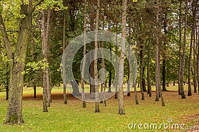 Pine trees in a park Stock Photo