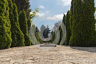 Pine trees in park spring time blue clear sky Stock Photo