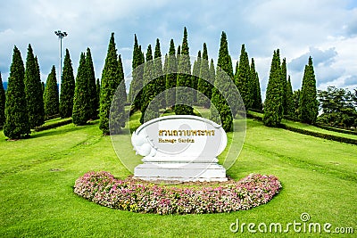 Pine trees in the royal flora garden chiangmai Thailand Stock Photo