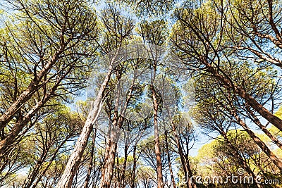 Pine trees seen from below in Caprera island Stock Photo