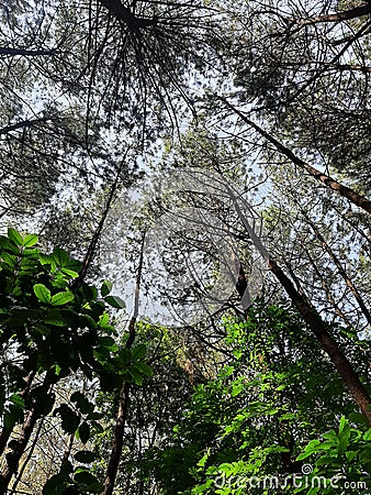 Pine trees shot from below angle view Stock Photo