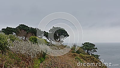 Pine trees and shrubs on the cliffs along the north sea coast of howth , ireland Stock Photo