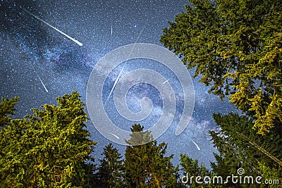 Pine trees silhouette Milky Way meteor shower Stock Photo