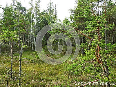 Pine trees and spider net in morning in swamp, Lithuania Stock Photo