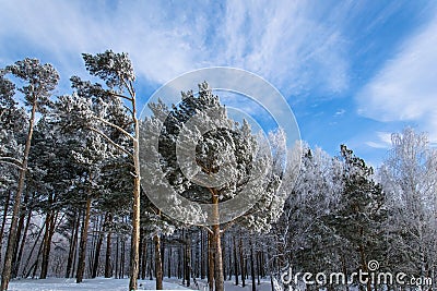 Beautiful winter landscape Stock Photo