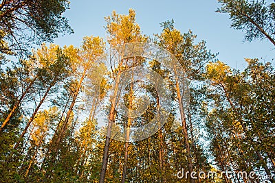 Pine trees Stock Photo