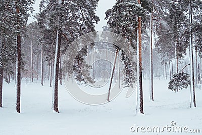 Pine trees under snow at the winter time Stock Photo