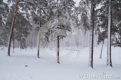 Pine trees under snow at the winter time Stock Photo