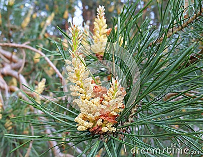 Pine trees, which bloom in the spring sunshine Stock Photo