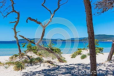 Pine trees and white sand in Maria Pia beach Stock Photo
