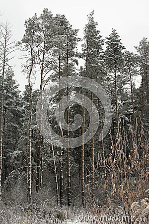 Pine trees Stock Photo