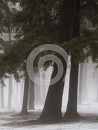 Pine trees in winter mist Stock Photo