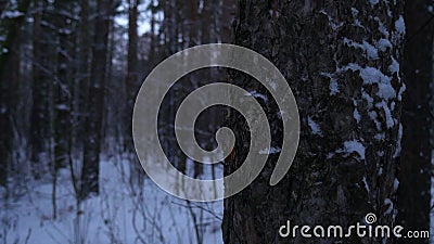 Pine trees in a winter, snowy, cold forest close-up with natural light Stock Photo