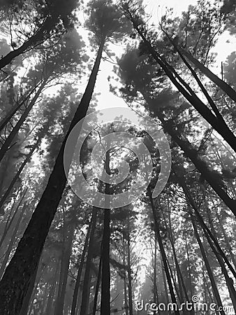 Pine treetop with mist Stock Photo