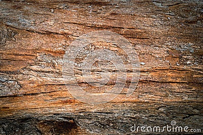Pine trunk surface and texture Stock Photo