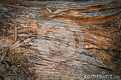 Pine trunk surface and texture Stock Photo