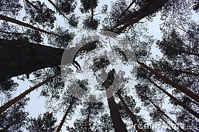 Pine trunks bottom view. Pine trees silhouettes bottom view. Winter forest landscape. Stock Photo