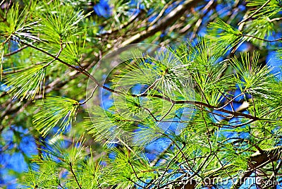 Pine Stock Photo