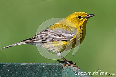 Pine Warbler (Dendroica Setophaga pinus) Stock Photo