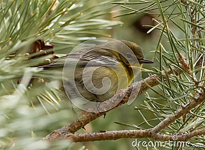 Pine Warbler hiding in a Pondarosa Pine Tree Stock Photo