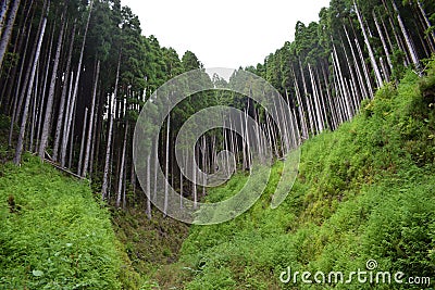 Pine woods in Portugal islands, Azores, forests Stock Photo