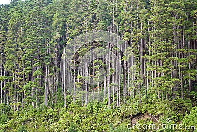 Pine woods in Portugal islands, Azores, forests Stock Photo