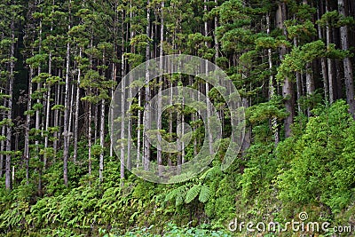 Pine woods in Portugal islands, Azores, forests Stock Photo