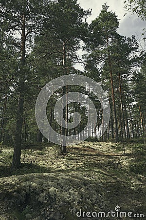 Pine woods in summer on an overcast day Stock Photo