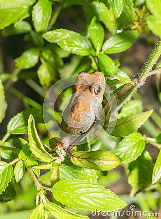 Pine Woods Treefrog - Hyla femoralis looking away on green dotted horse mint plant Stock Photo